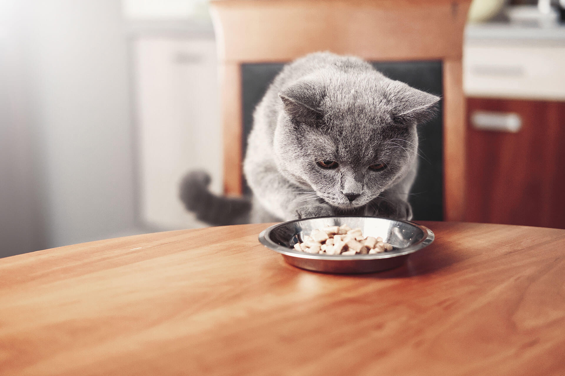 ¿Por qué mi gato no come? Descubre las posibles causas y cómo hacer que recupere su apetito
