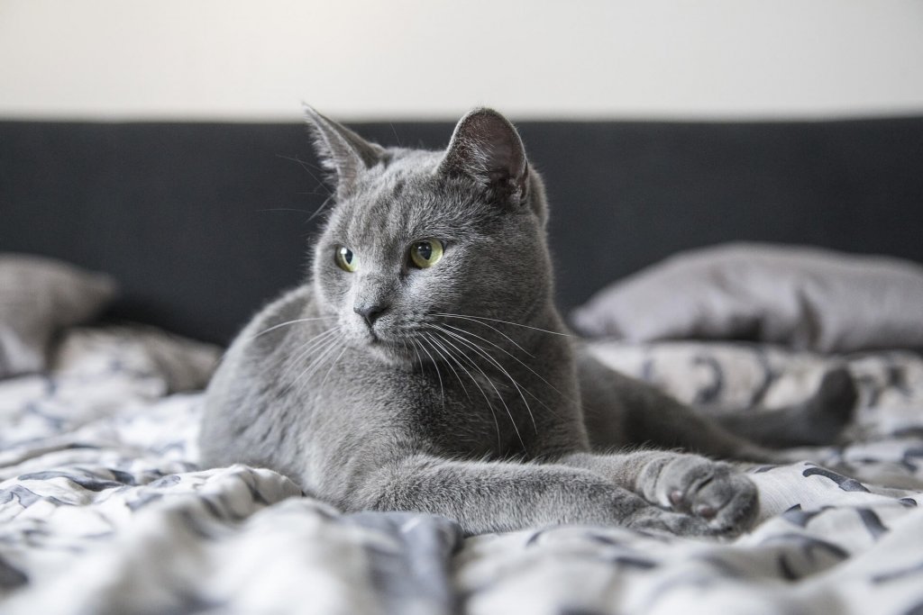 Graue Katze sitzt auf Decke im Bett und blickt in die Ferne