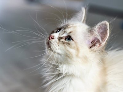 Katzen suchen sich ihre Menschen aus - Gründe und Massnahmen