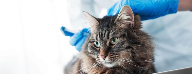 Umfangreicher Guide: Ab wann Katzen impfen