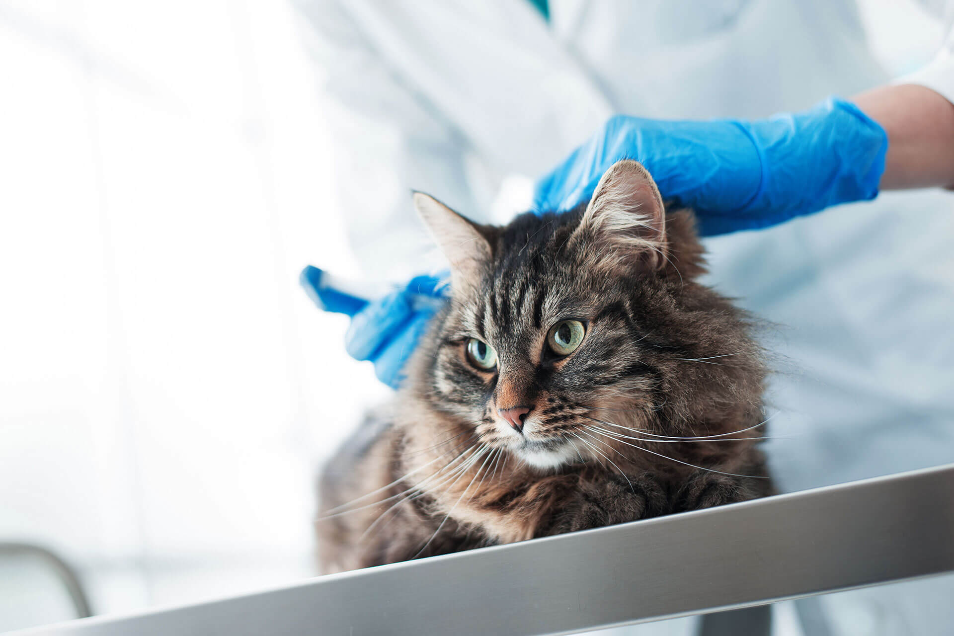 Umfangreicher Guide: Ab wann Katzen impfen