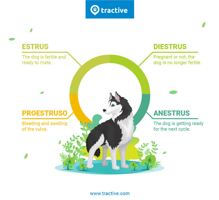 waarom raken honden vermist? infographic van de loopsheidscyclus van honden - pro-oestrus, oestrus, metoestrus, anoestrus