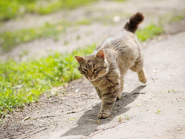 can cats find their way home after rain