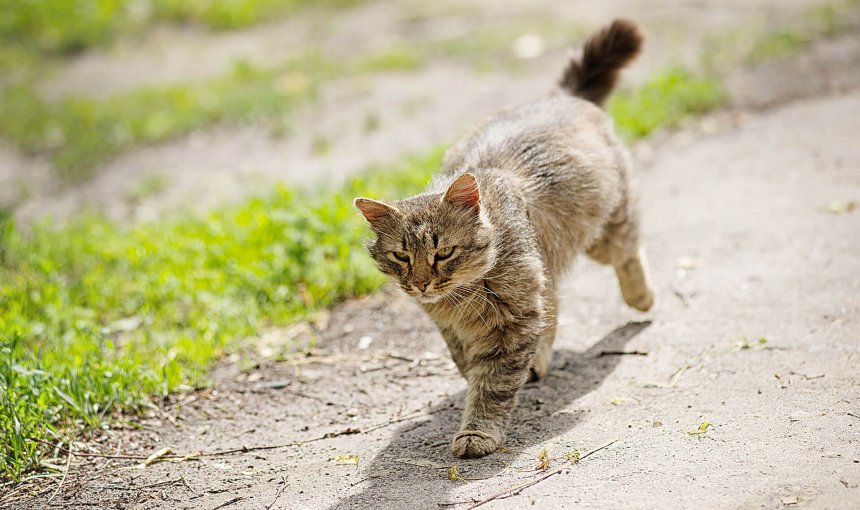 Cat sense of direction: How cats always find their way home