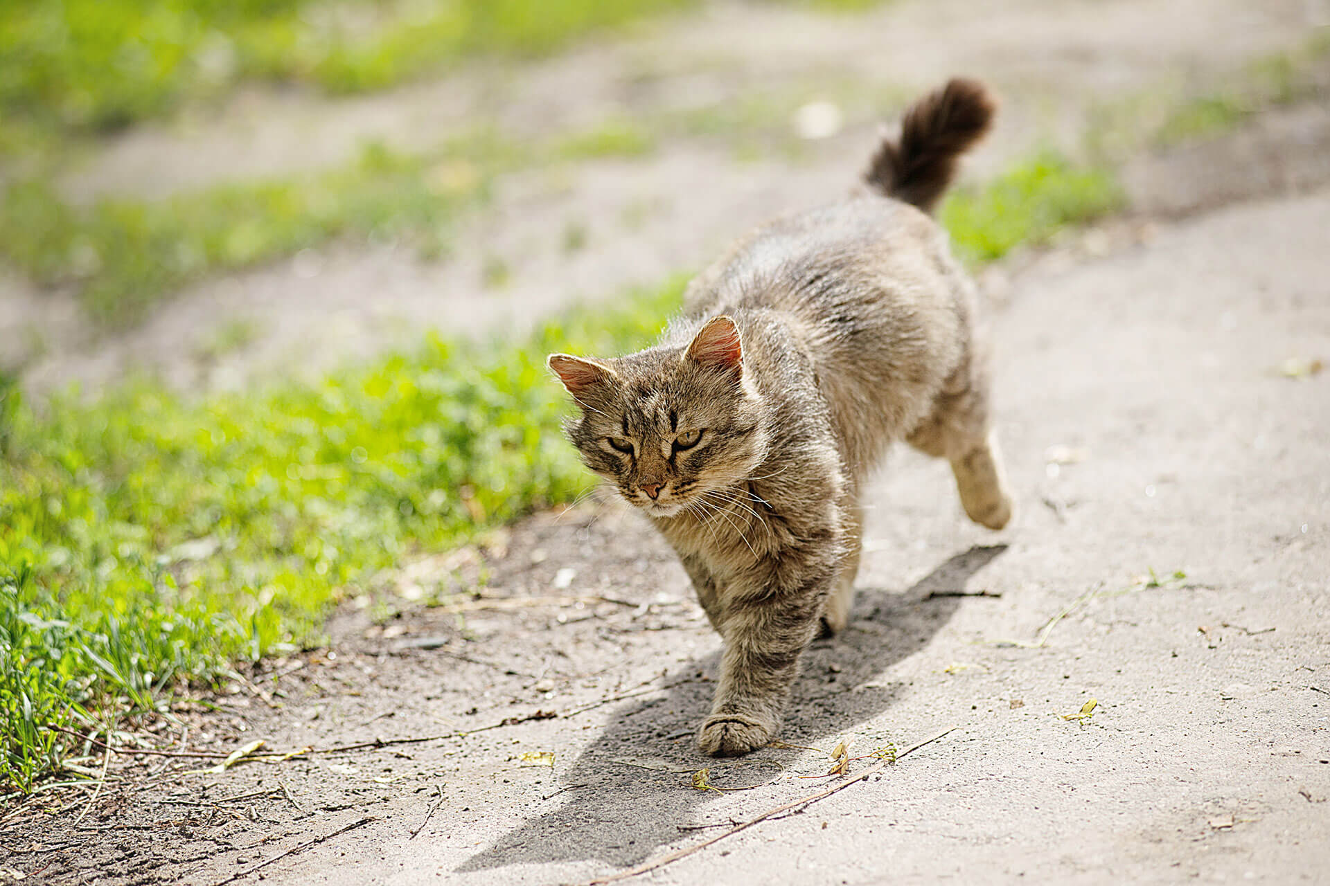 Дорога кота. Cat Walking. Walking back Cats. Walking the Cat 遛 貓. Can you walk a Cat.