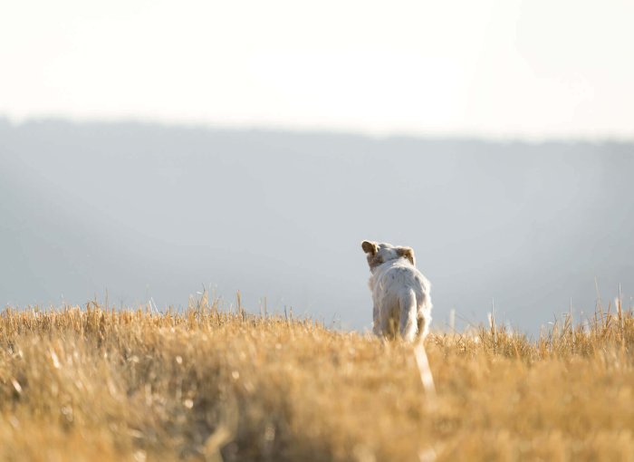 petit chien blanc s'éloignant dans un champ d'herbe sèche