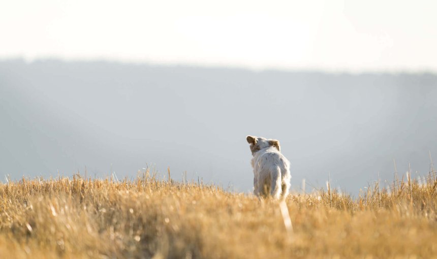 petit chien blanc s'éloignant dans un champ d'herbe sèche