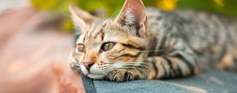 Katze an Freigang gewöhnen So gelingt es Tractive