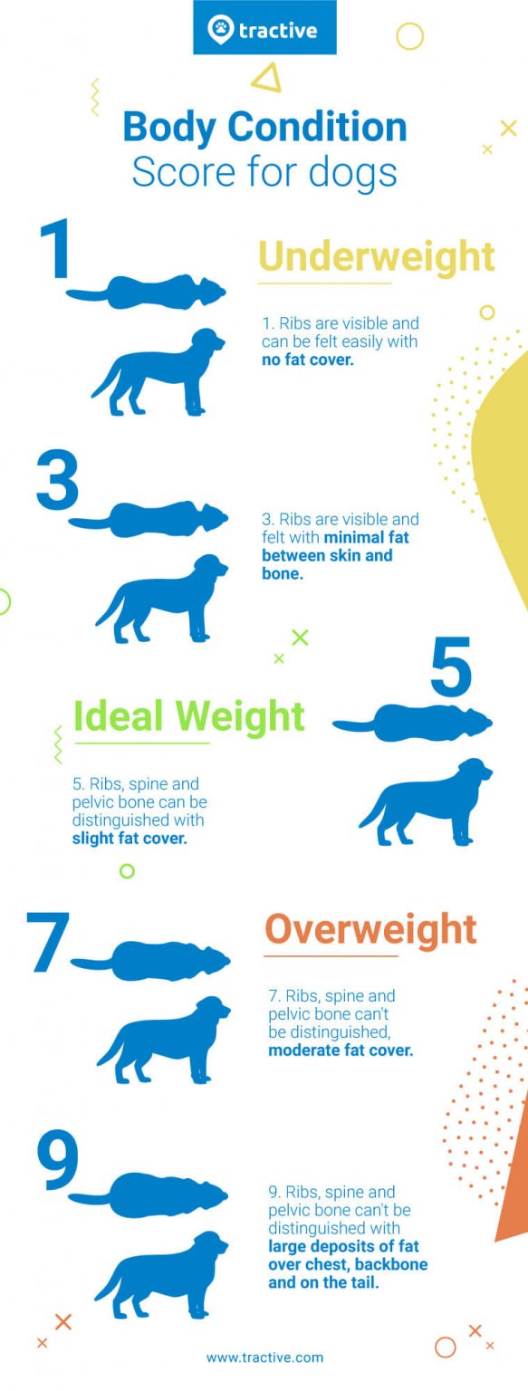 Discover your dog's BMI & body condition score dog rating Tractive