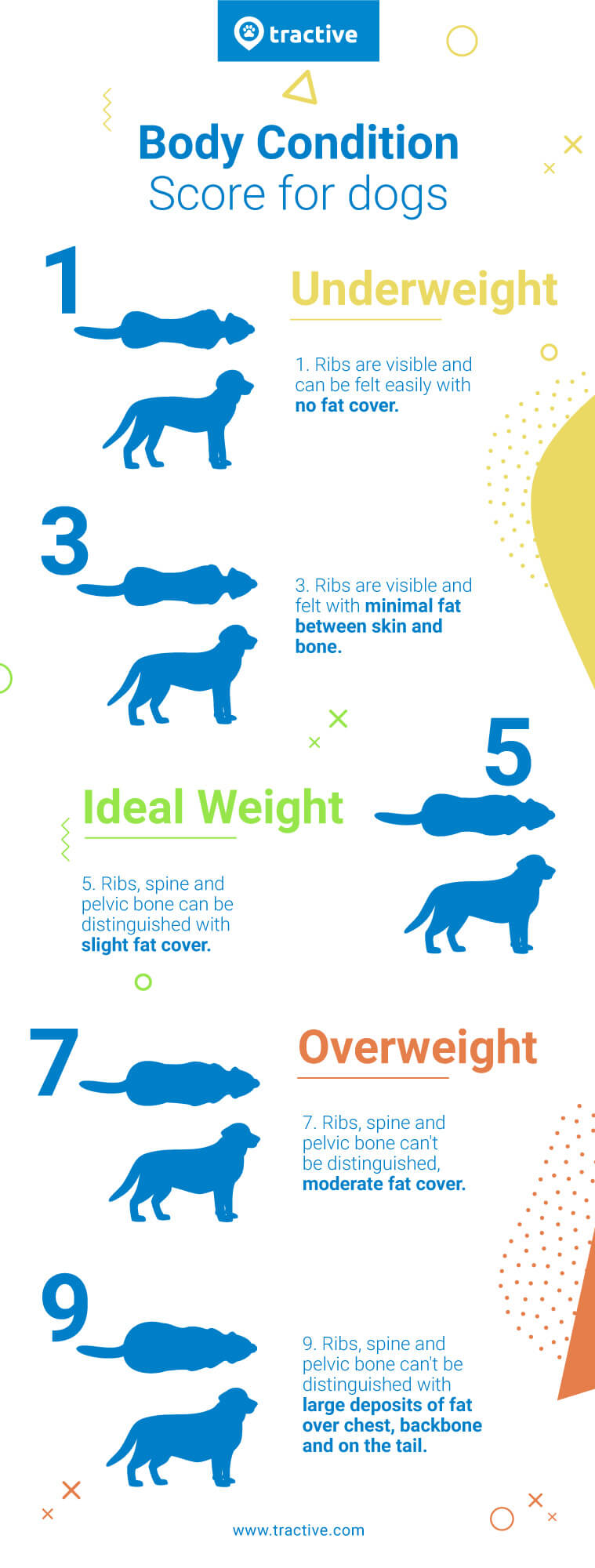 Body Condition Score Dog Rating Chart - Infographic