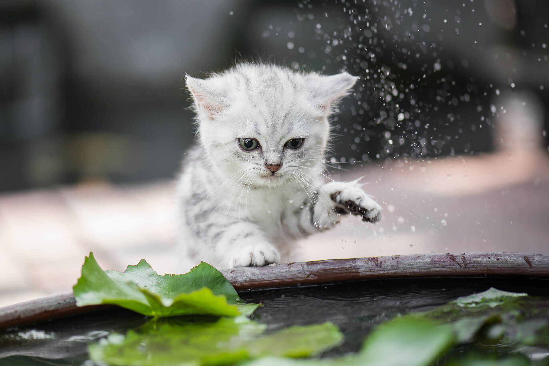 Warum sind Katzen wasserscheu: die häufigsten Ursachen und besten Tipps zusammengefasst