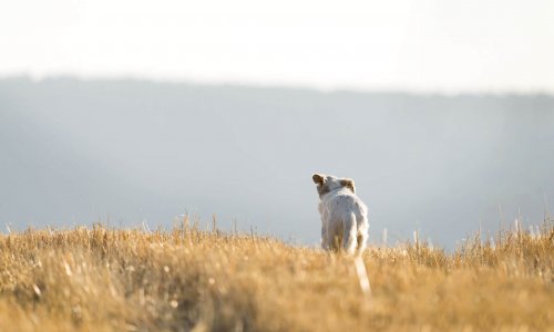 Why Do Dogs Run Away? 6 Reasons + How To Keep Your Dog Safe
