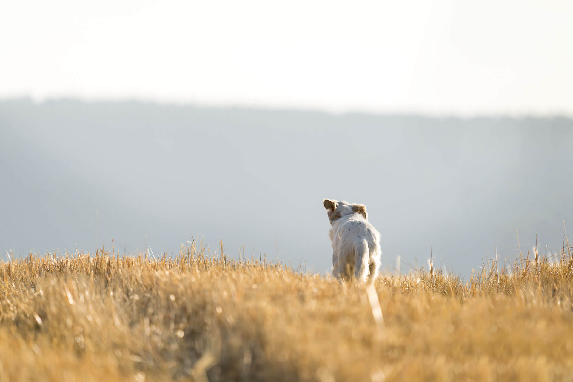 6 vanliga anledningar: varför springer hundar bort?