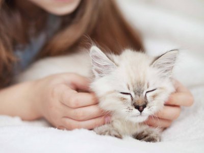 Katze an neues Zuhause gewöhnen: Die besten Tipps und Tricks zusammengefasst