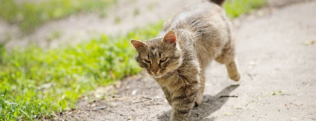 Katzen Orientierungssinn: Finden Katzen wirklich immer nach Hause dank ihres Sinnes?
