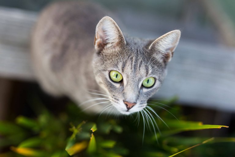 Katzen Orientierungssinn So finden sie zurück nach Hause