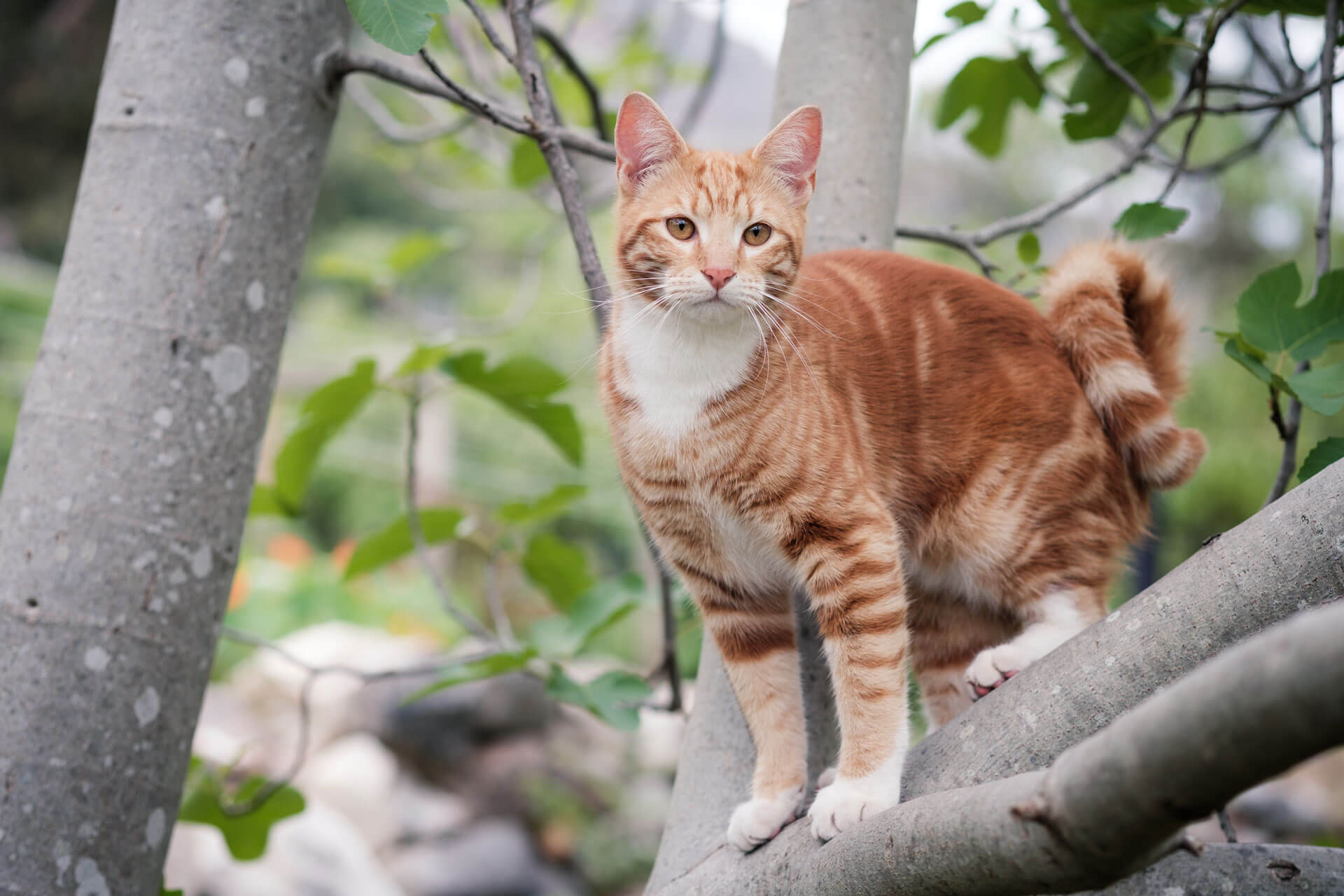 Indoor cat outlet lost outside