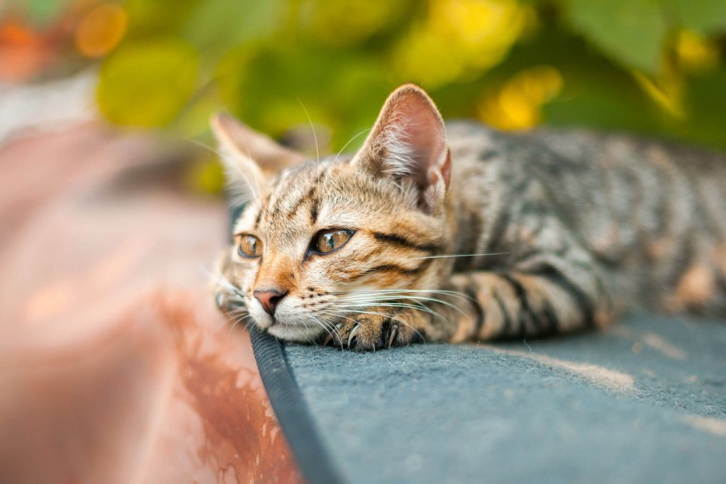 gatto striato si riposa all'aperto