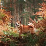 pets body condition score health check