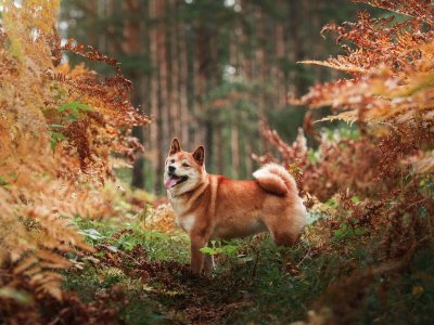 brown dog in forest