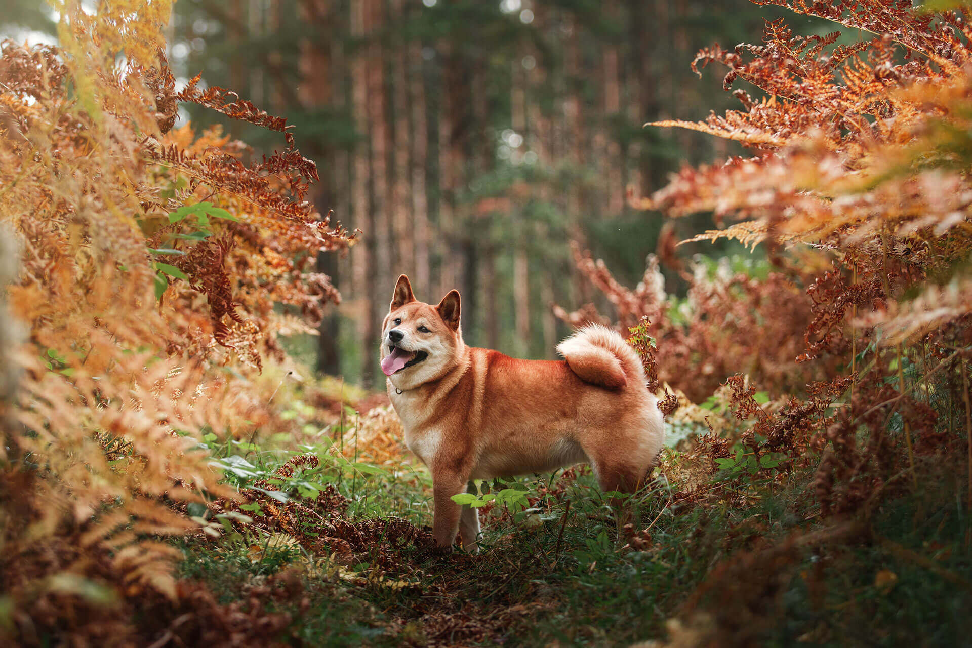 brown dog in forest