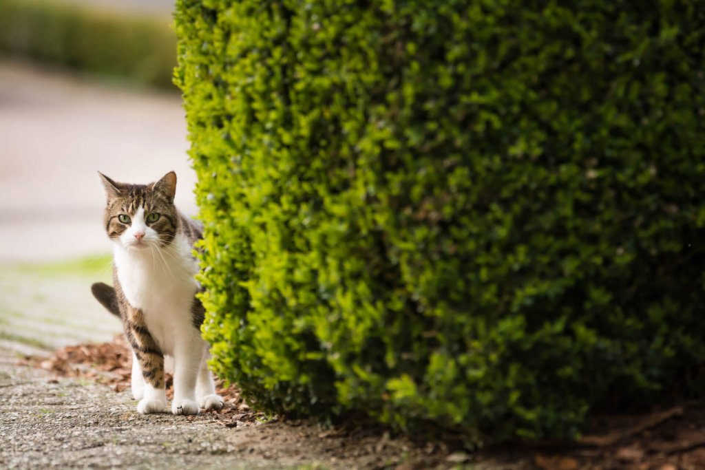 15 Tips How To Find A Lost Cat Quickly Tractive Blog