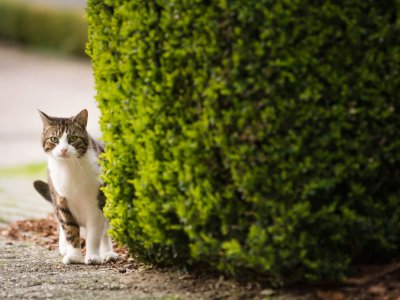 Predecir Percepción Chip 15 consejos para encontrar a un gato perdido - Tractive