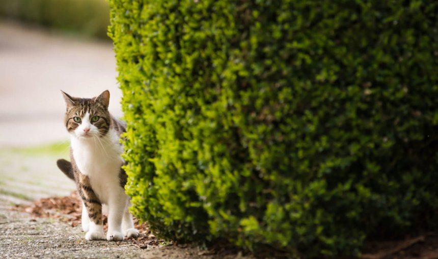gato perdido observando detrás de un arbusto en el exterior