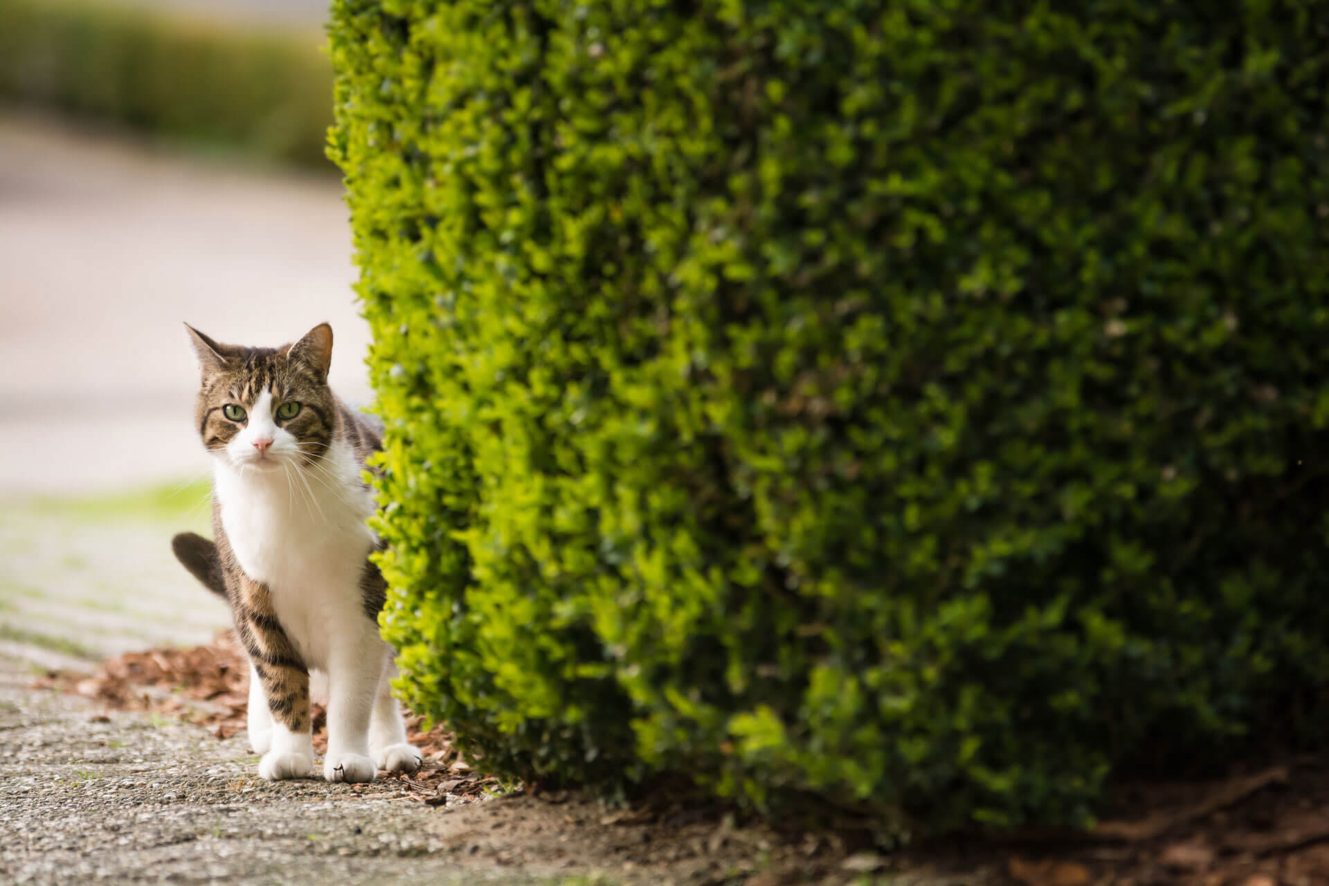 Chatte trois couleurs cachée derriere une haie