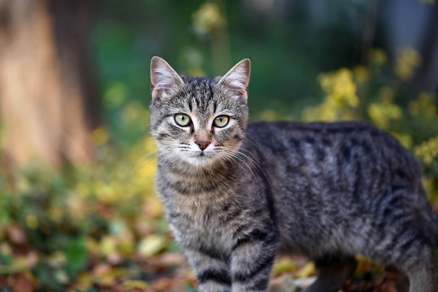 Katze an Freigang gewöhnen So gelingt es Tractive