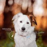Unterschiede zwischen Hundechip und Tractive GPS Trackers für Hunde