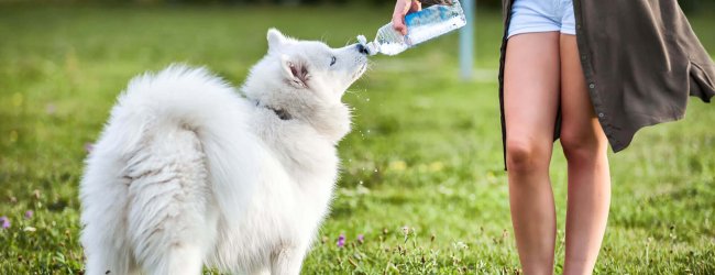 Wie viel trinkt ein Hund am Tag - Übersicht zur Flüssigkeitszufuhr