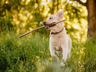 dogs motivation best techniques and rewards to use