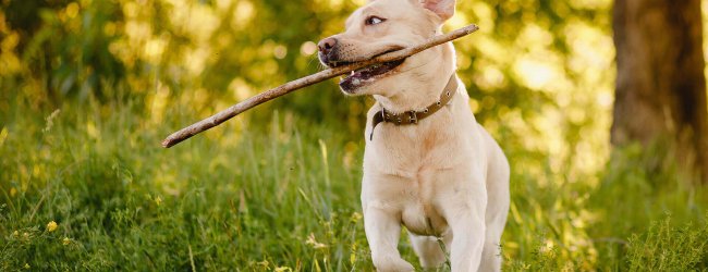 dogs motivation best techniques and rewards to use