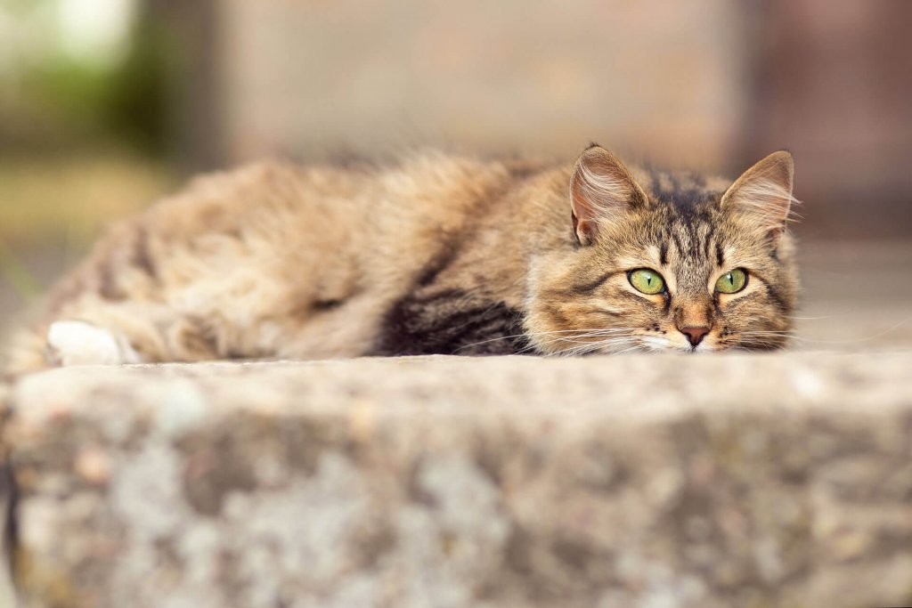 Braun getigerte Katze liegt flach am Boden