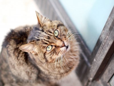 Zugelaufene Katze will nicht mehr weg: Das kannst du tun