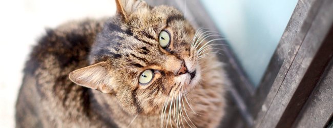 Zugelaufene Katze will nicht mehr weg: Das kannst du tun