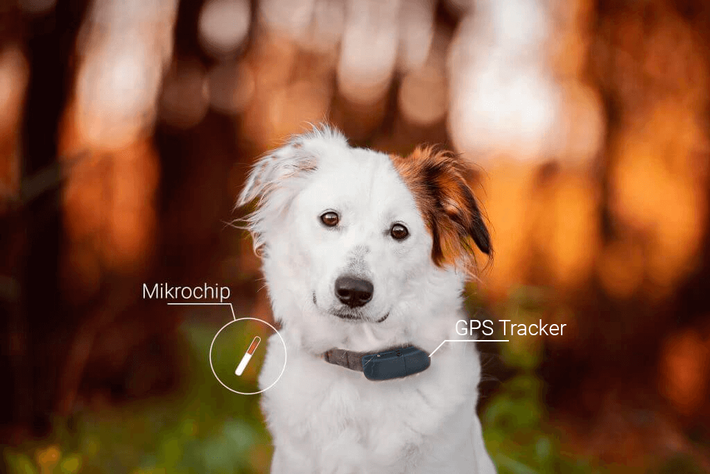 Hund chippen: Mikrochip vs. GPS Tracker Tractive