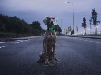 Hund mit Leuchthalsband sitzt im Dunkeln auf der Straße