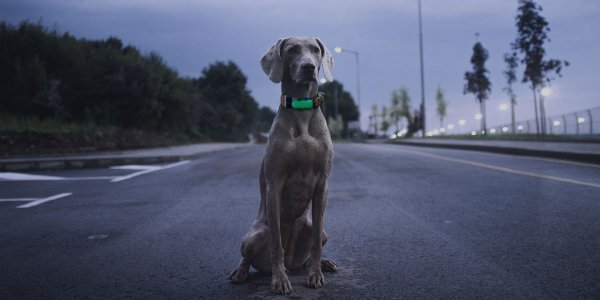 Top Tipps Für Das Gassi Gehen Im Dunkeln Mit Hund Tractive 2508