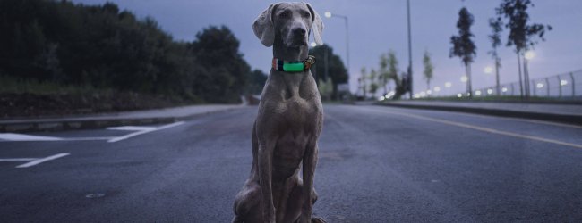 Hund mit Leuchthalsband sitzt im Dunkeln auf der Straße