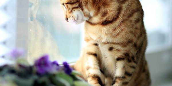 How Long Can You Leave A Cat Alone Tractive