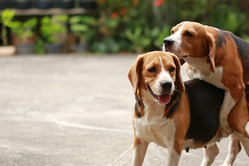 chiens en train de s'accoupler