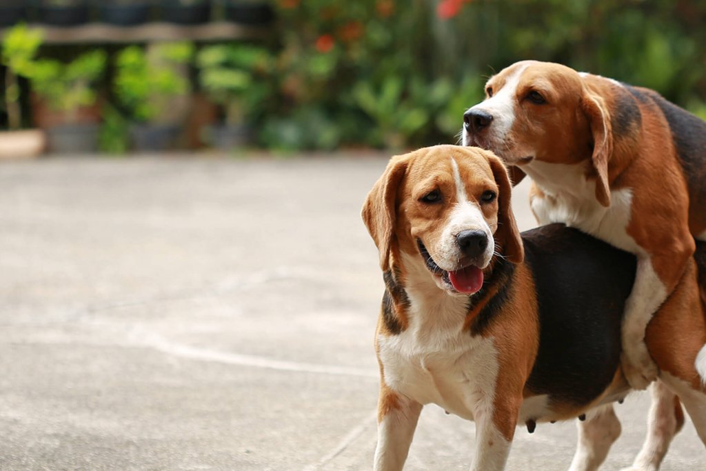Dog Mating Behavior Infographic Tractive