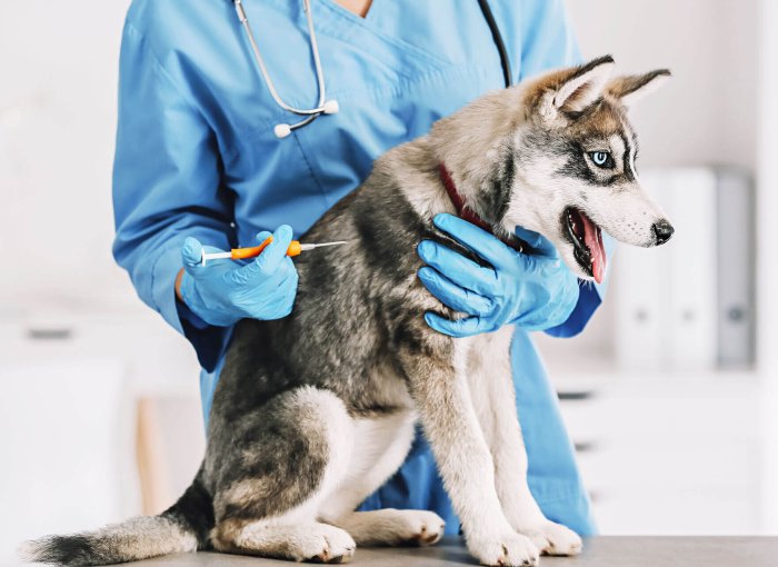 husky en la mesa con un veterinario poniéndole una inyección