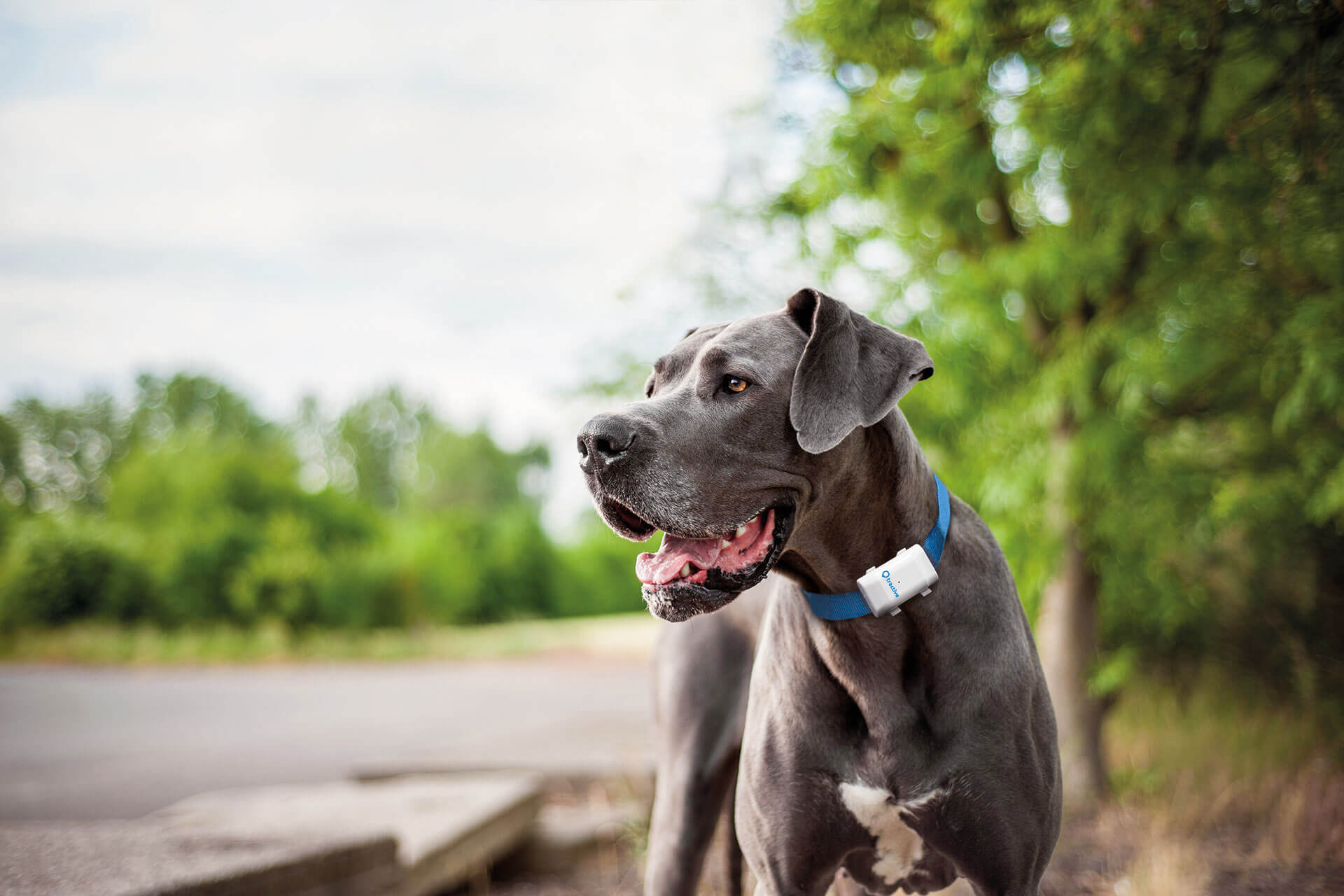 dog weight tracker