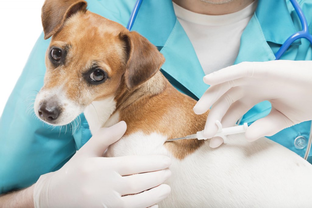 en hvit og brun hund som får et chip-implantat av veterinær i blå frakk