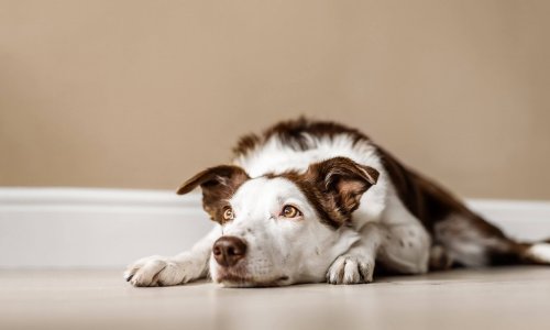 Top 5 Tips: Leaving Dogs Home Alone - How Long Is Okay? - Tractive