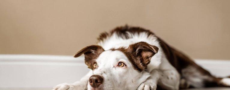 Top 5 Tips: Leaving Dogs Home Alone - How Long Is Okay? - Tractive