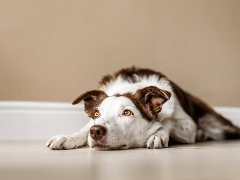 Top 5 tips: leaving your dog home alone & how long is ok - Tractive